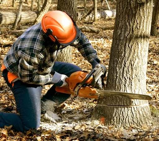 Tree Removal in Chatham, MS